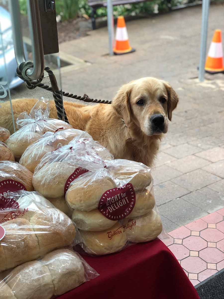 Dozer the golden retriever dog outside Bakers Delight