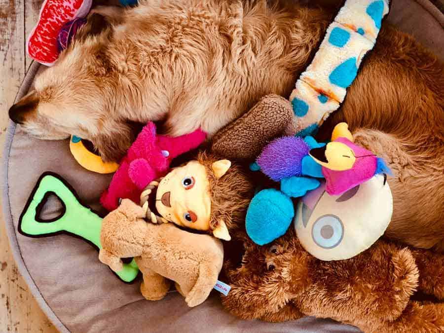 Dozer the golden retriever dog buried under toys