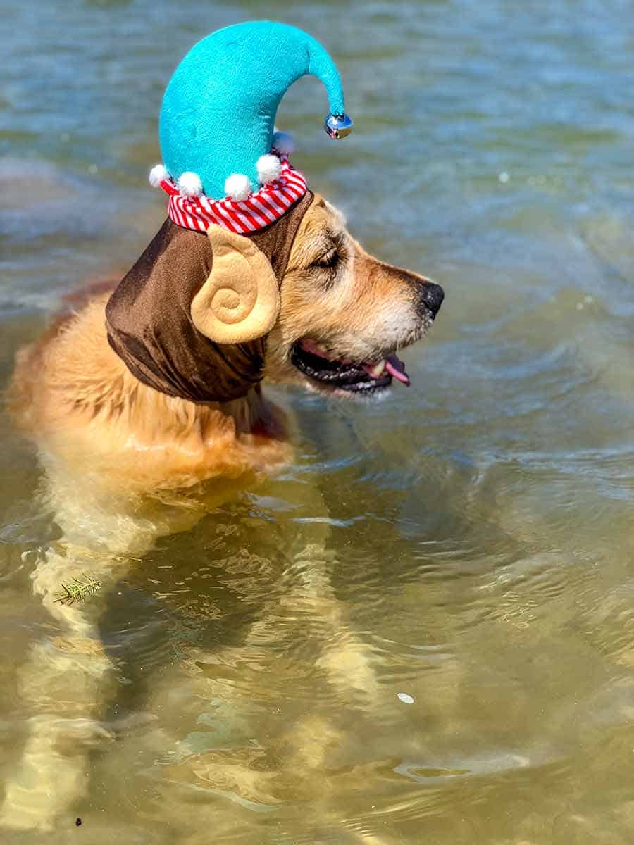 Dozer the golden retriever dog in his Christmas outfit - elf!