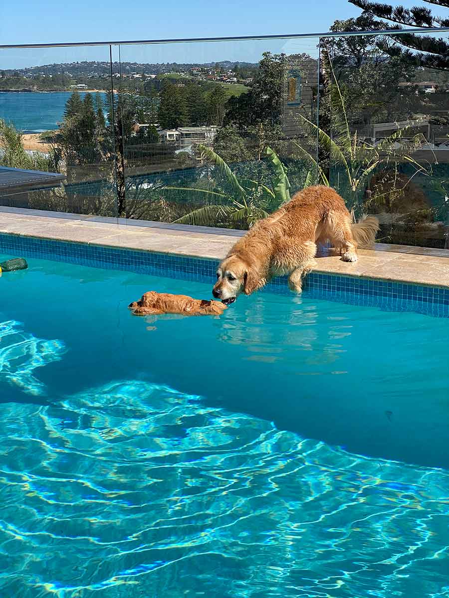 Dozer-leaning-into-pool-to-get-toy