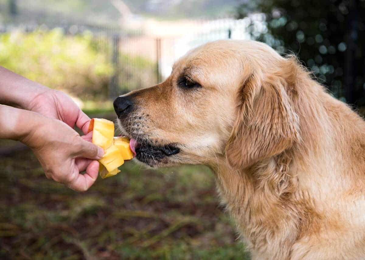 Dozer the golden retriever dog eating mango