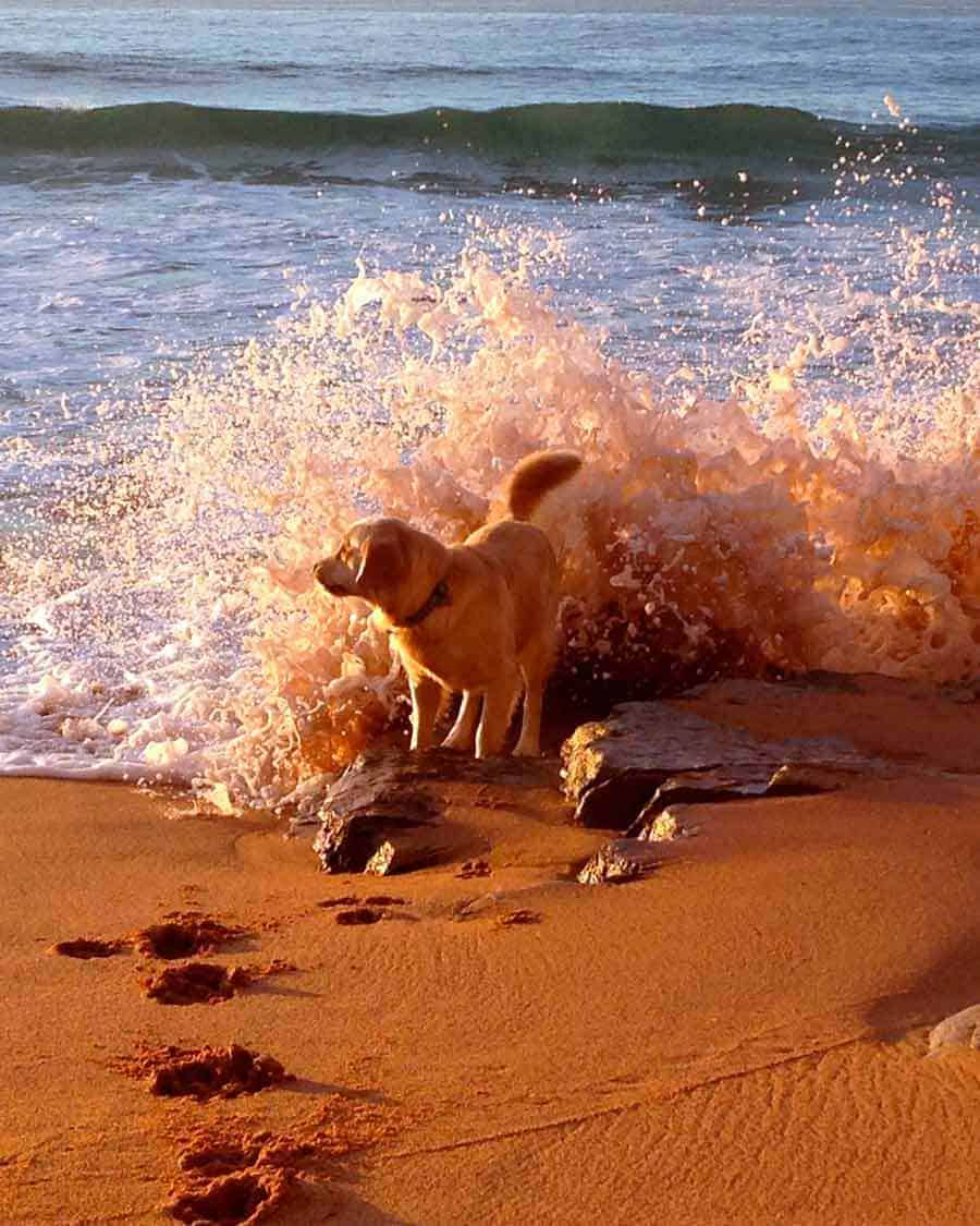 Dozer golden retriever dog Mona Vale beach
