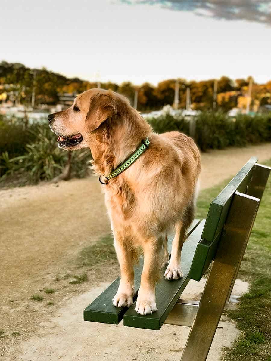 Dozer the golden retriever dog on a park bench - RecipeTin Eats