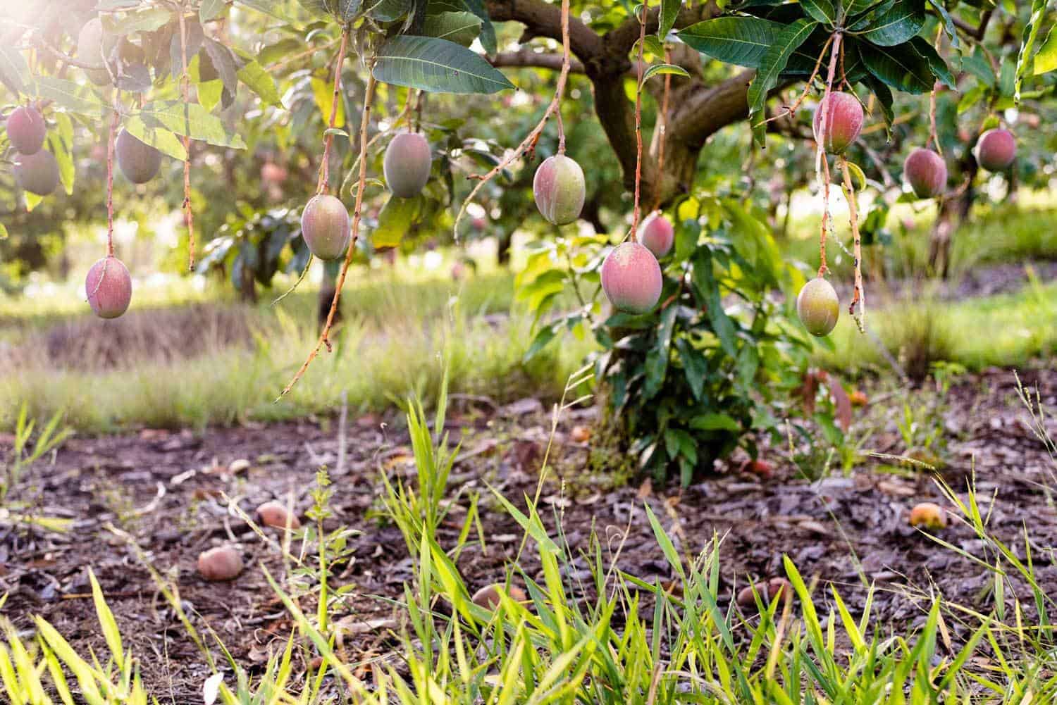 Mango trees on Groves Grown Tropical Fruits farm